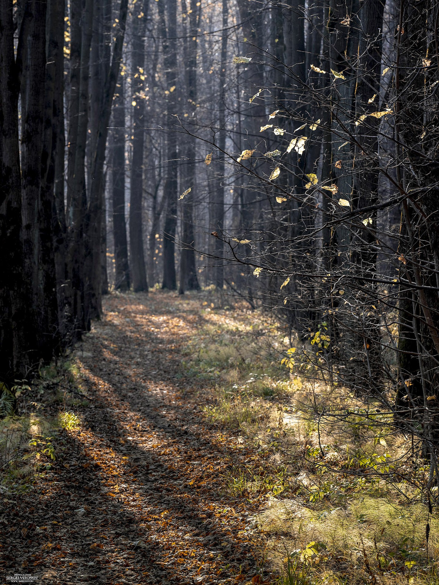 в осеннем парке