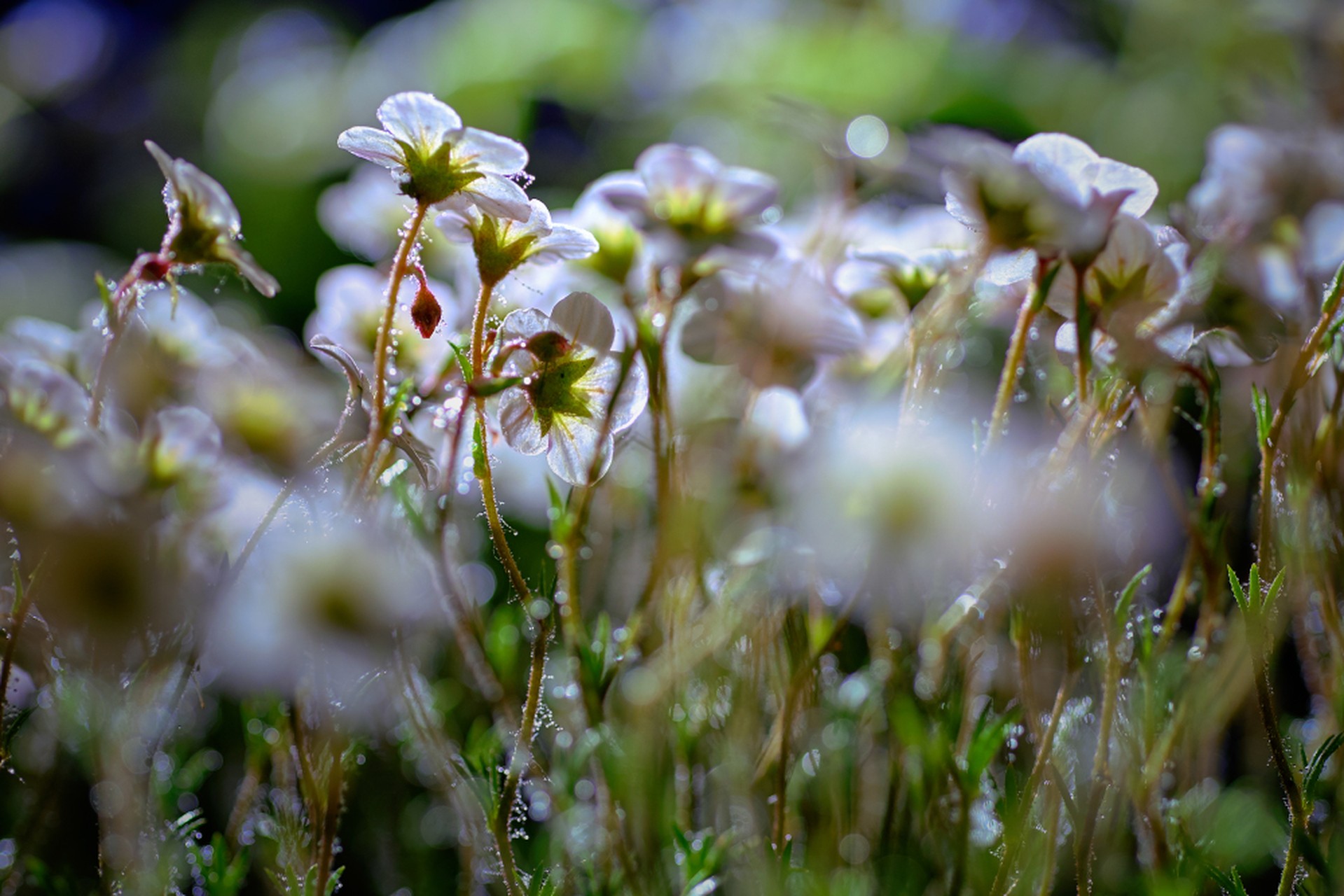 Flovers