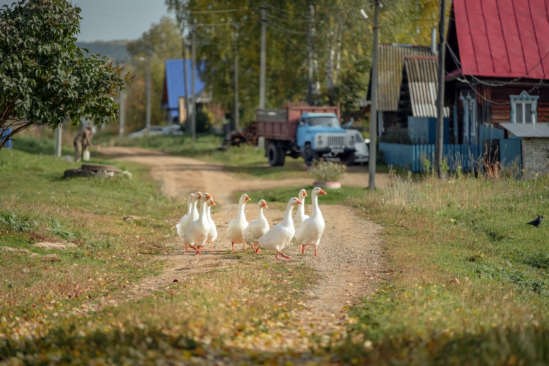 Сентябрь и гуси