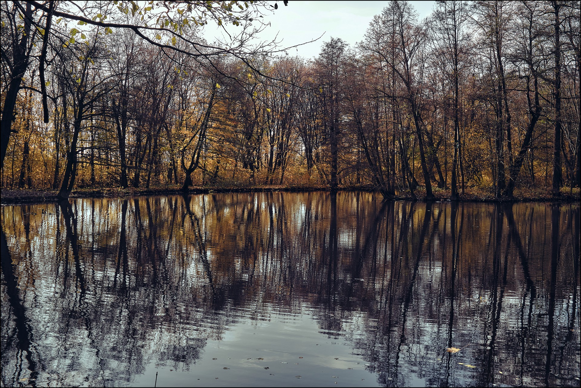 Пруд. Воронцовский Парк. Село Быково Московской Губернии