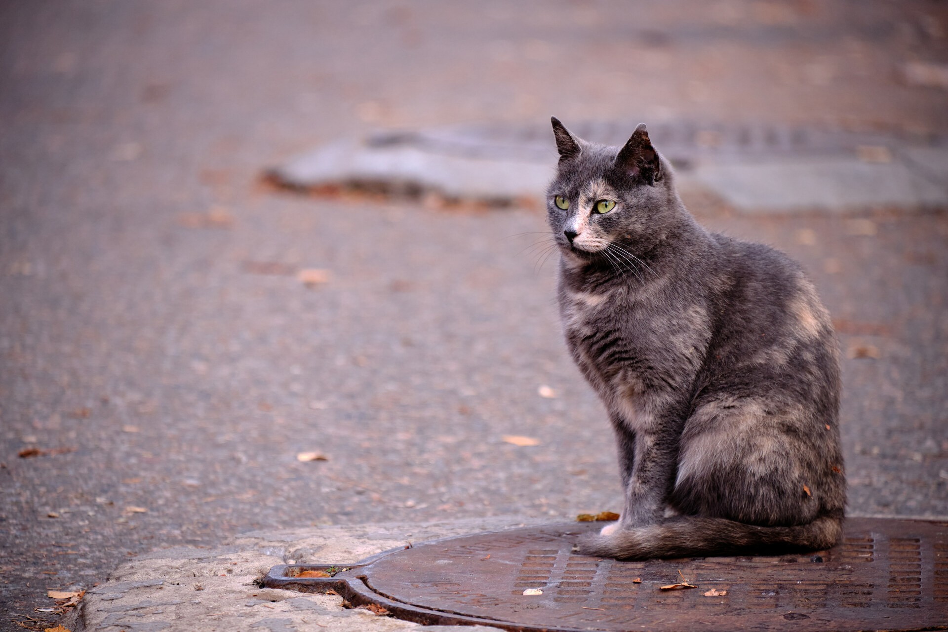 котопортрет