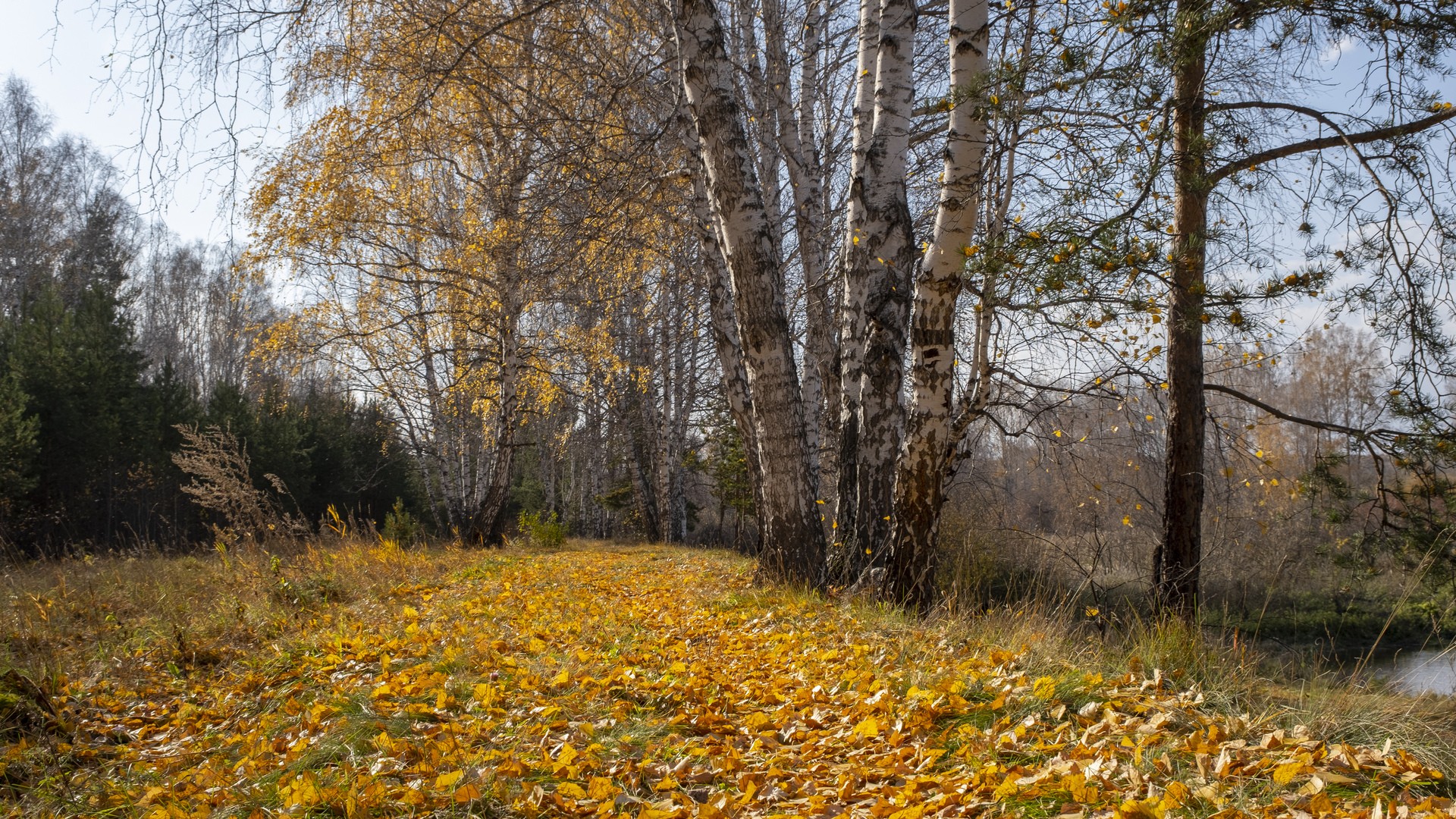 Золотая осень