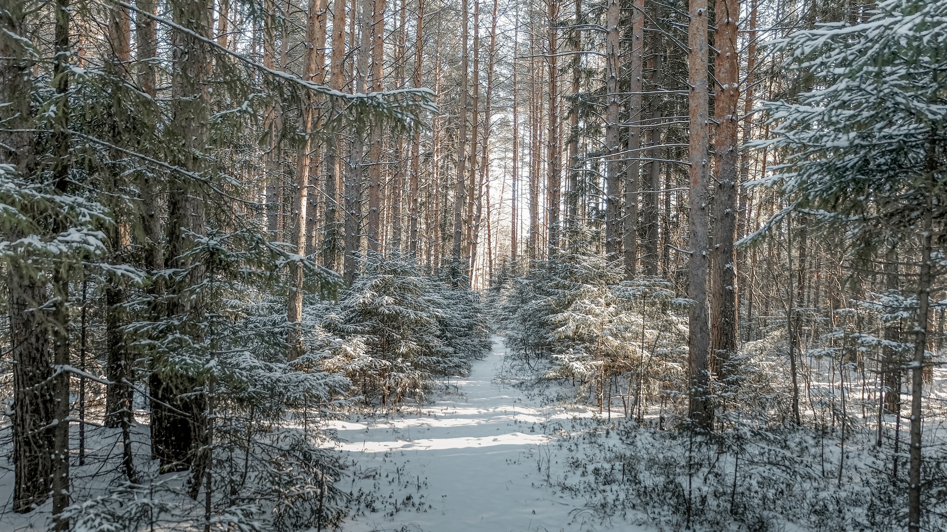 Прогулки по лесу