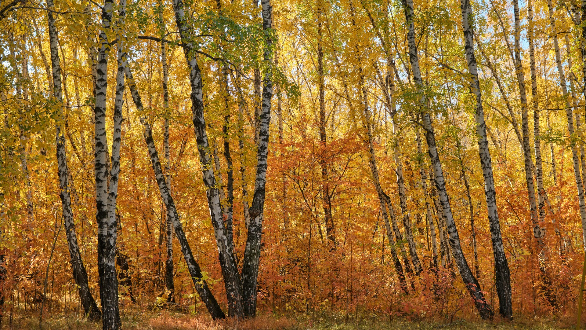 Осенние краски