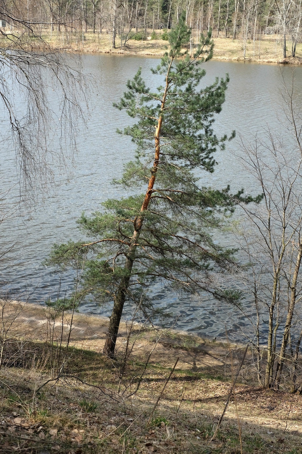 Без названия