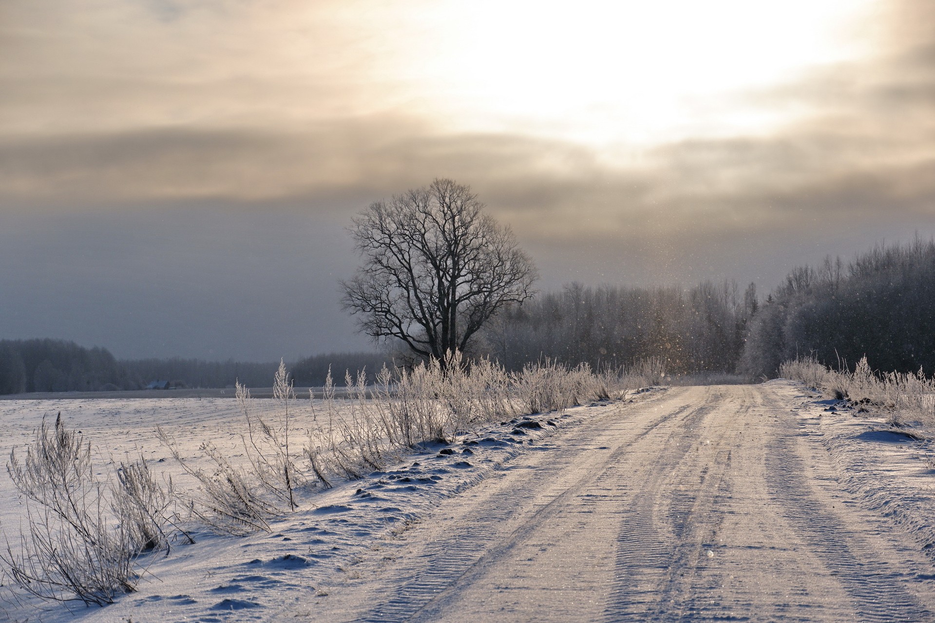 Зимние поля 01.2022