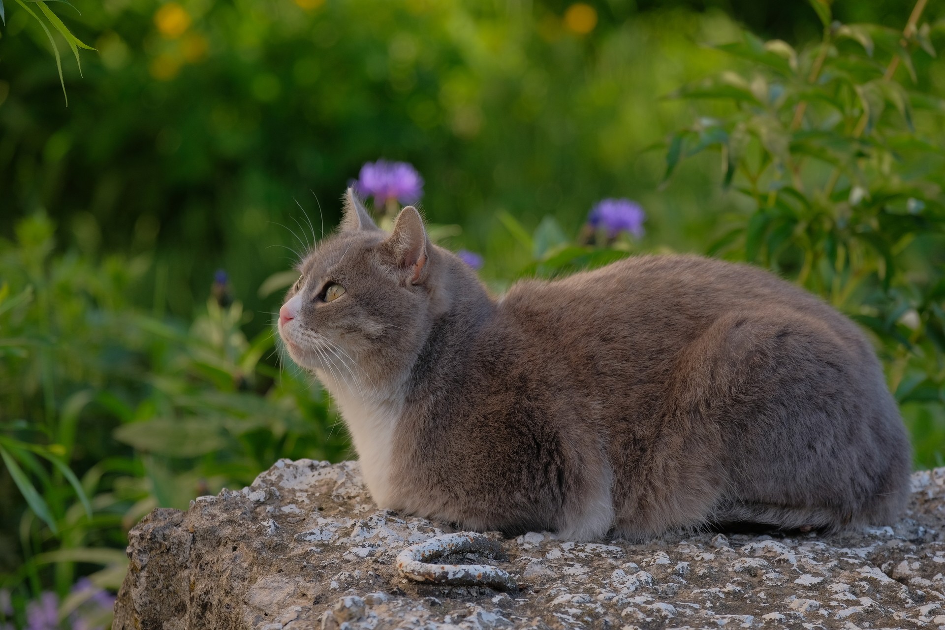 Кошка