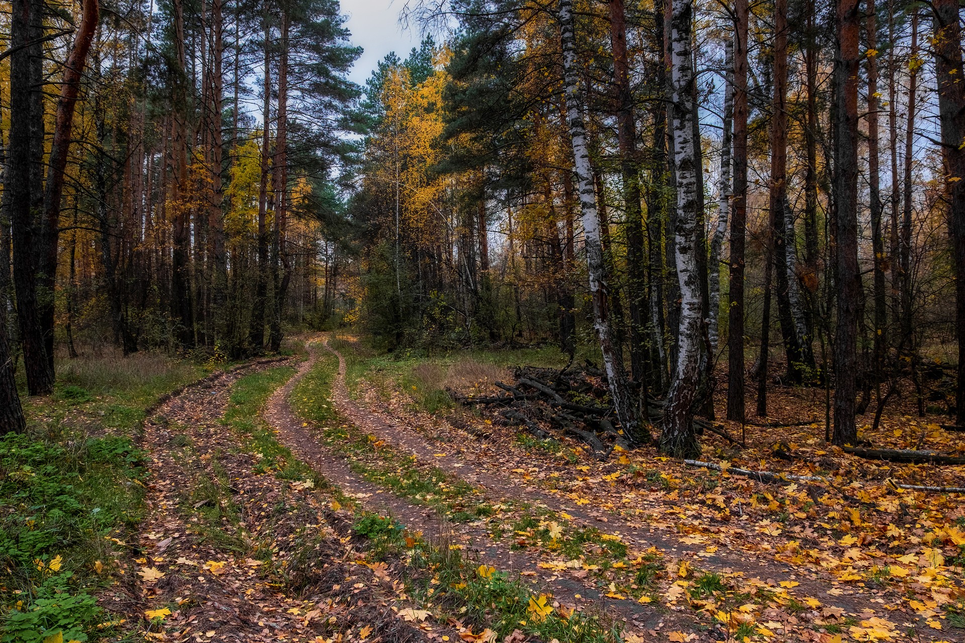 Лесная прогулка в октябре