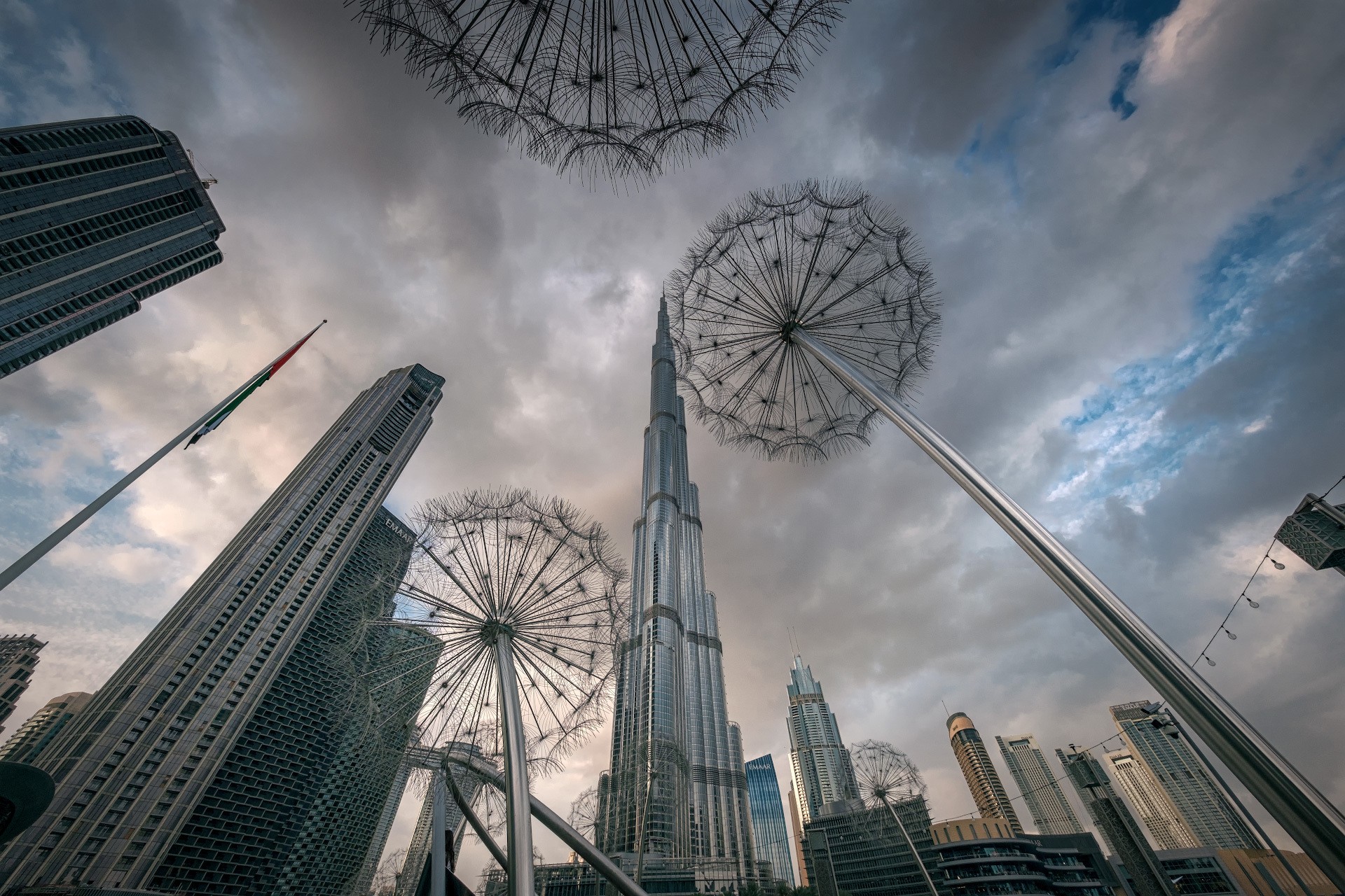 Dubai Dandelions At Cloudy Winter Day