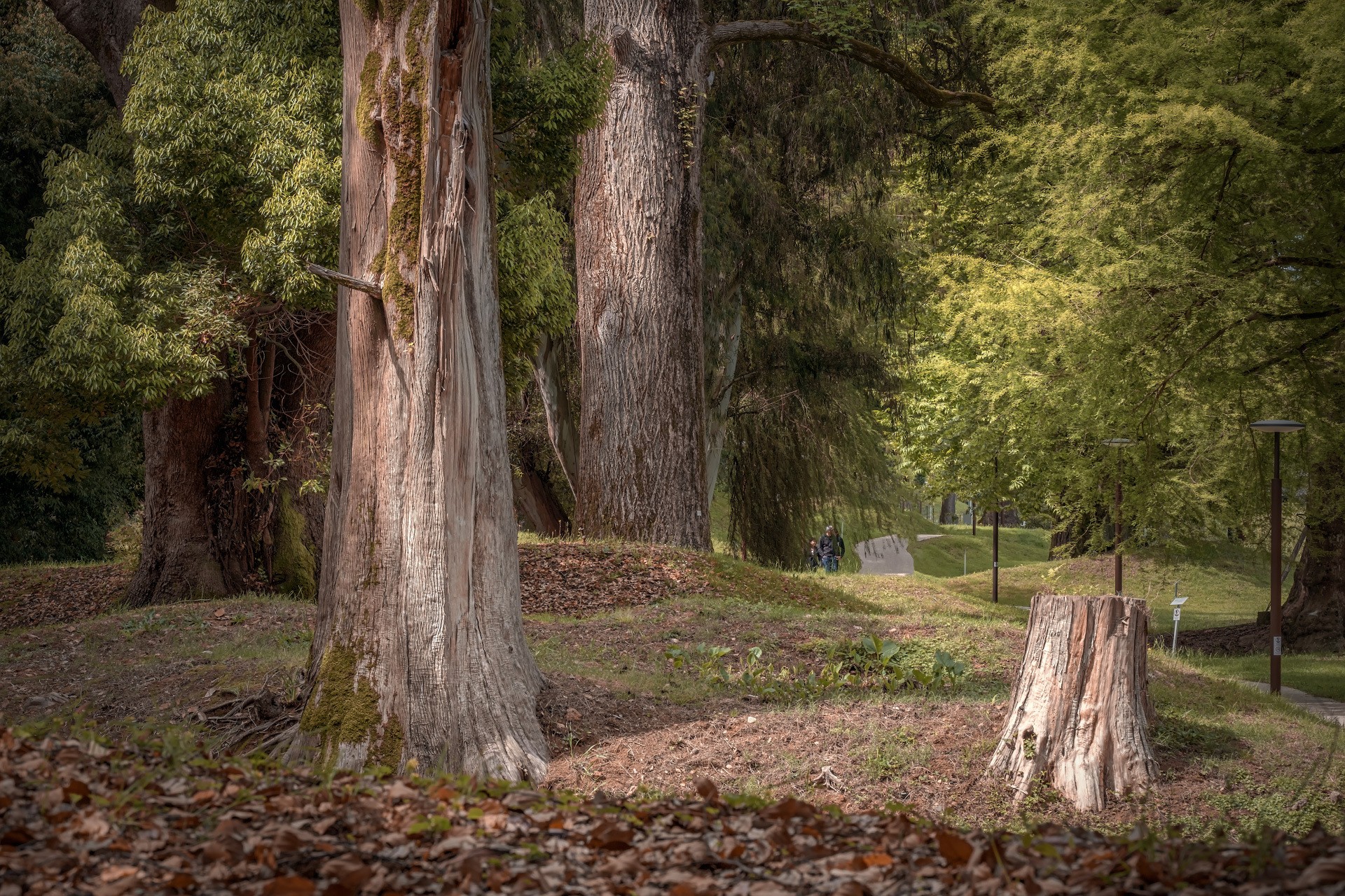 Giant Trees Alley