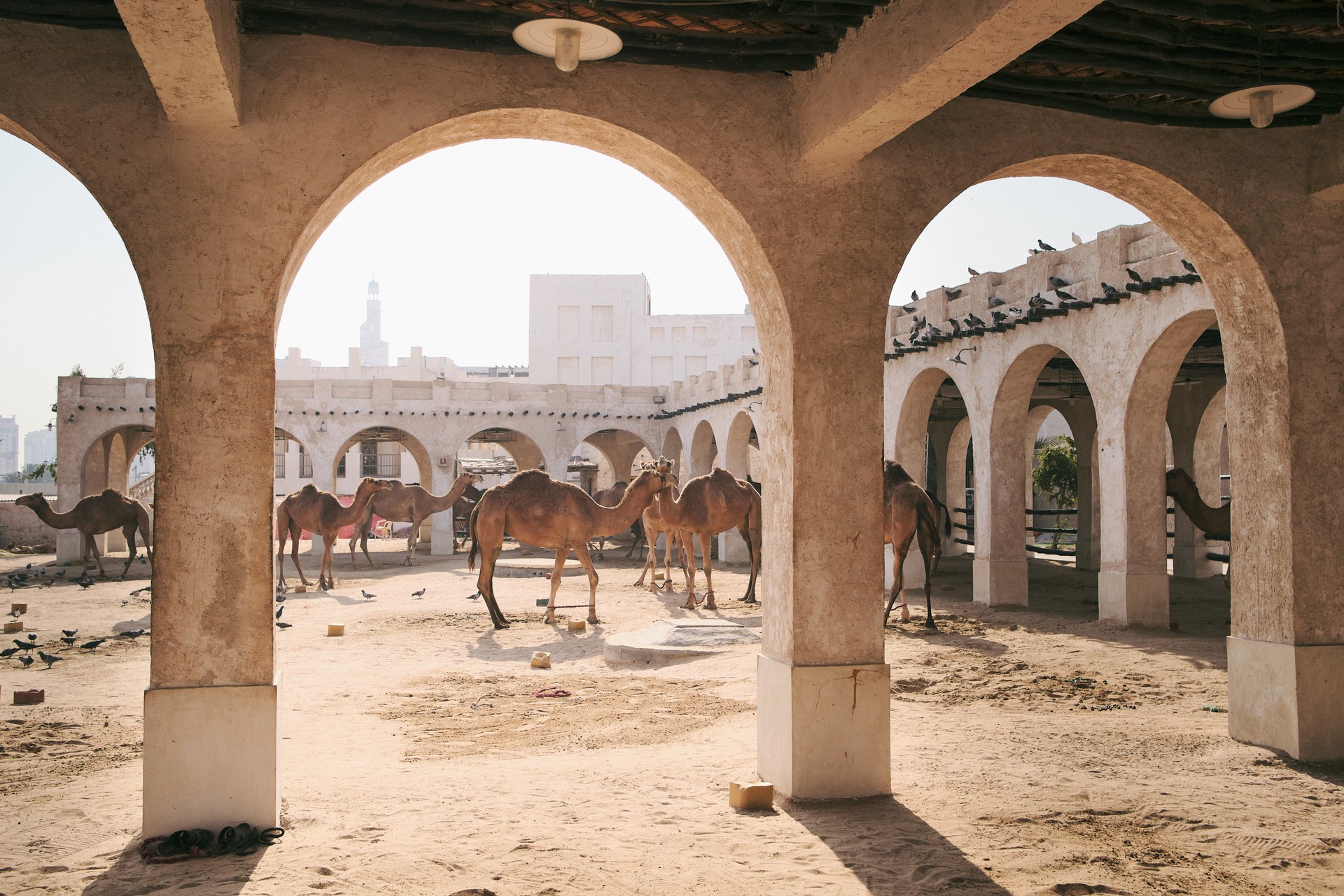 Camel Markets