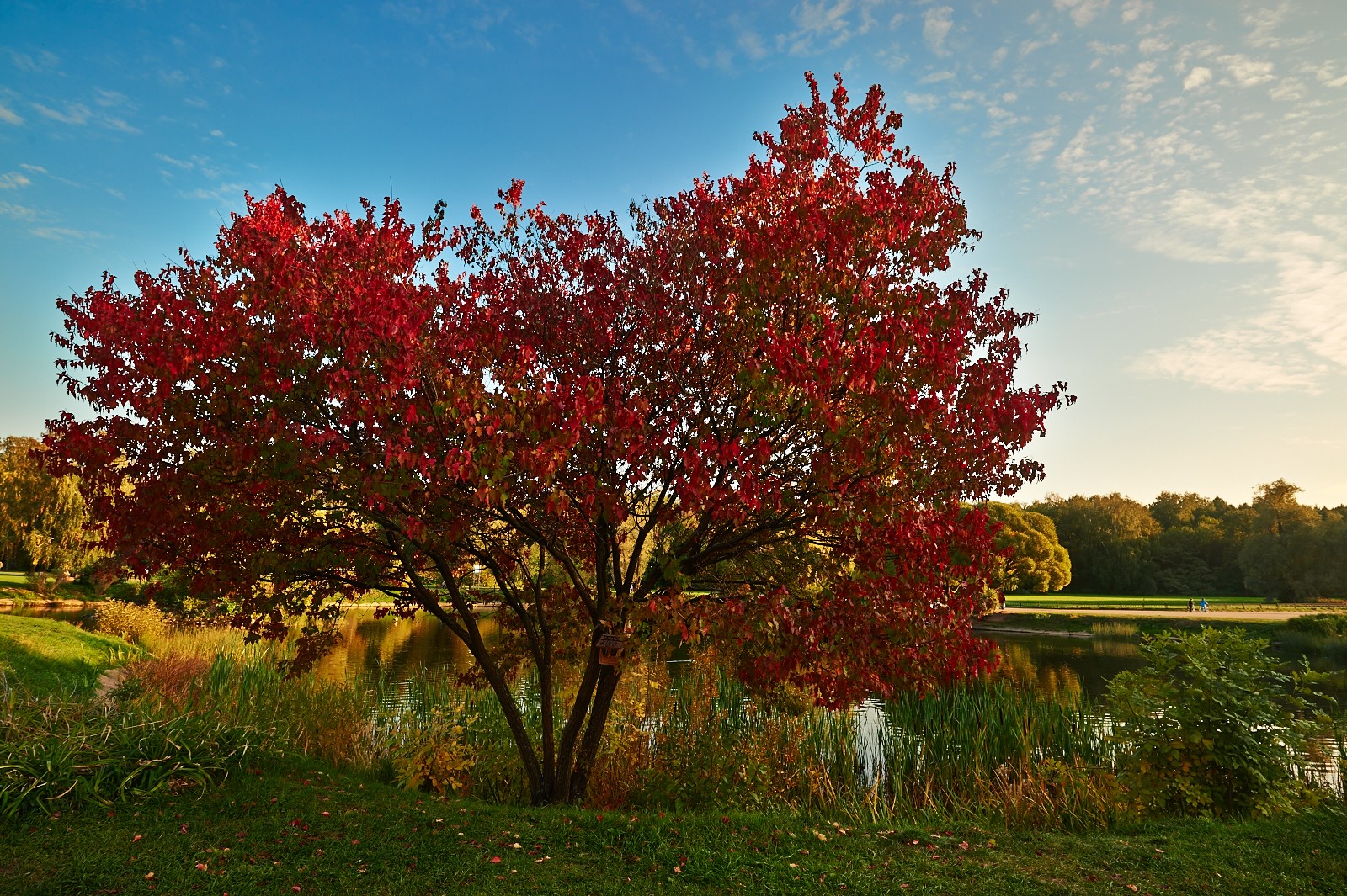 RedTree