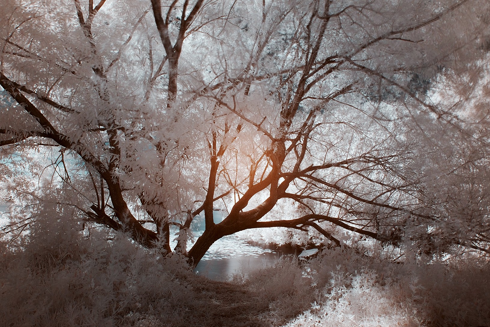 Silver tree