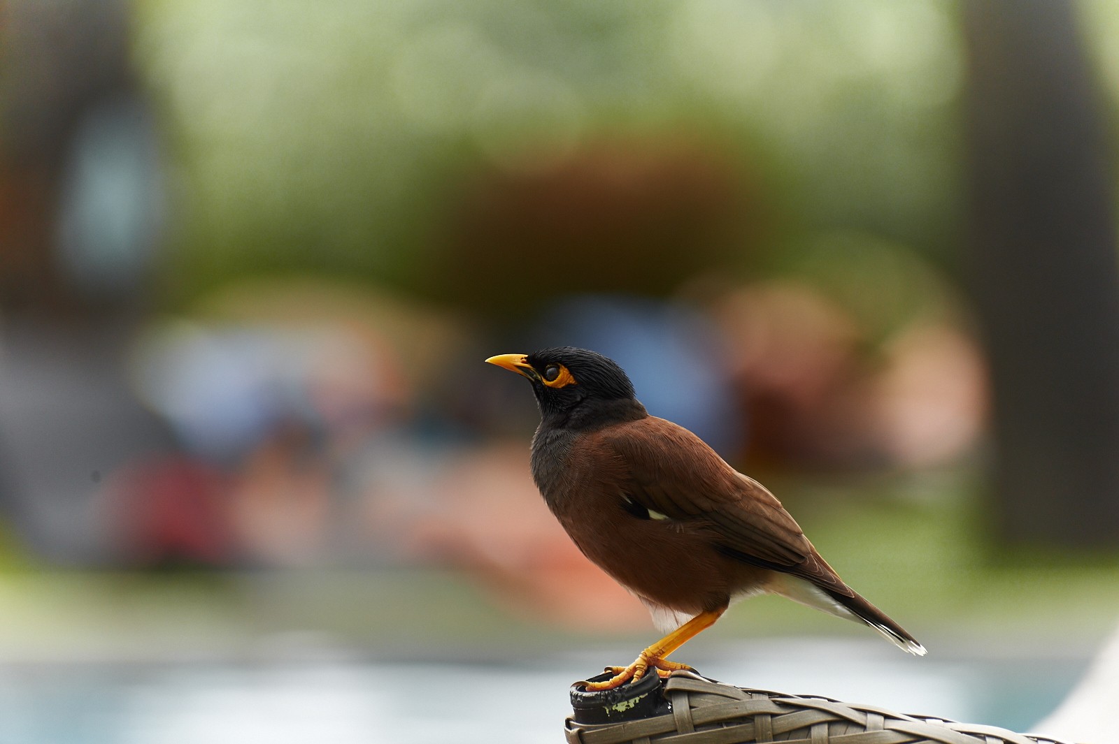 Acridotheres tristis (Наглая сволочь)