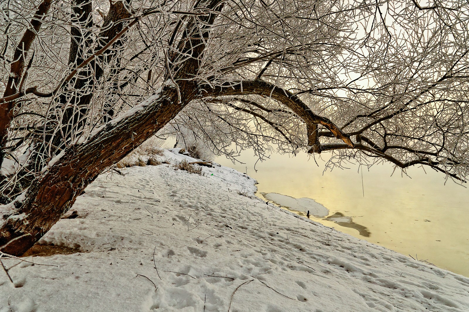 Дерево.