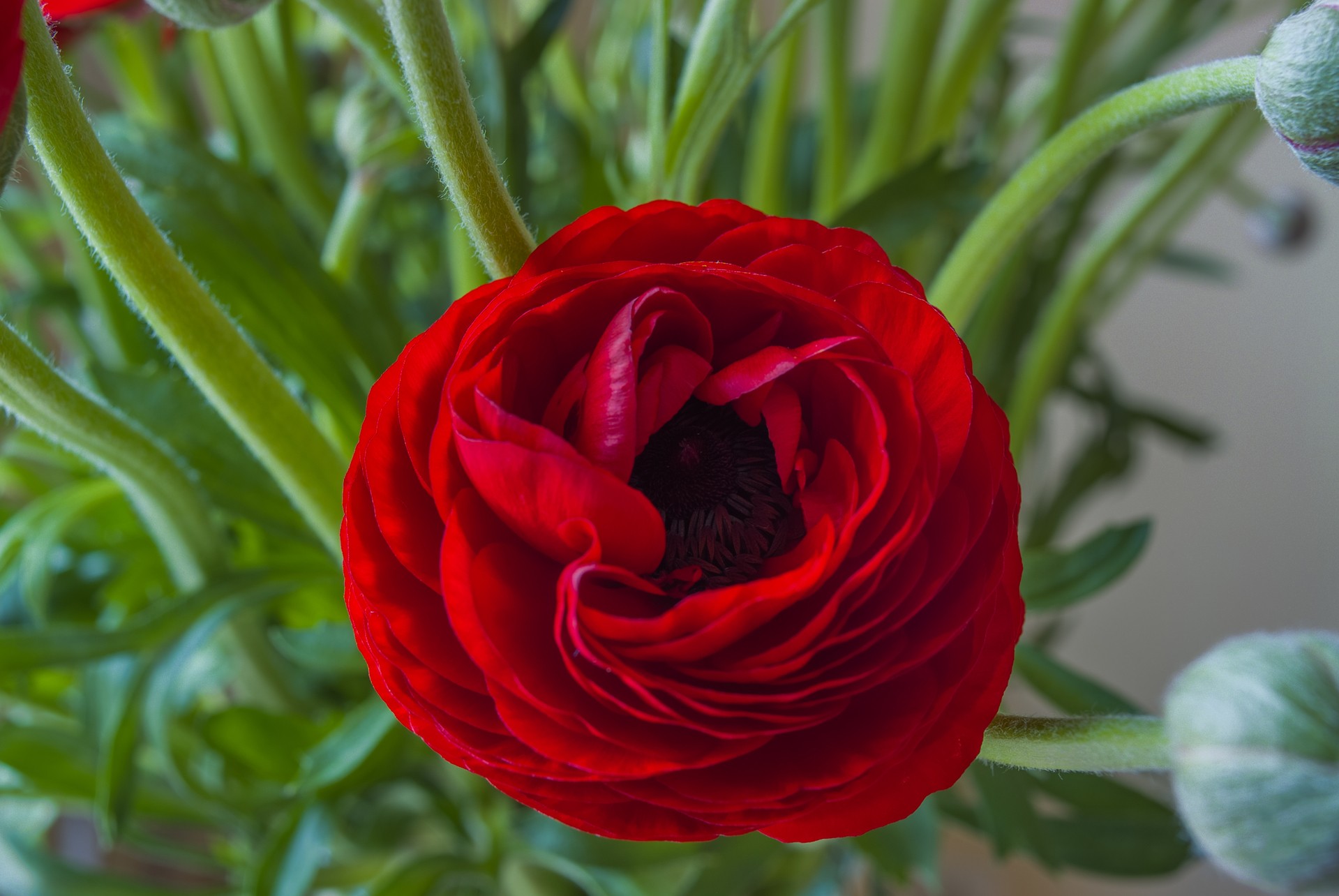 s5 pro