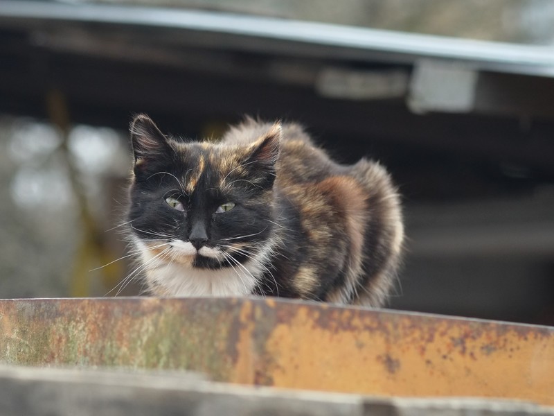 Фото сделанное пользователем Darkling