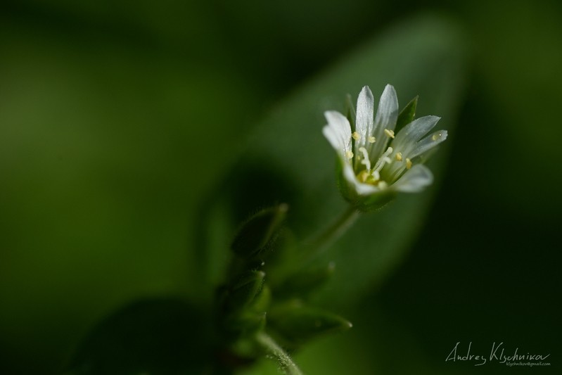 Фото сделанное пользователем Darkling