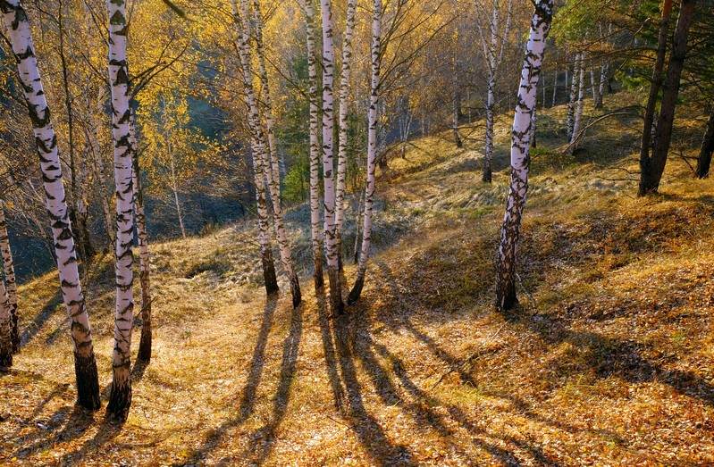 Фото сделанное пользователем Paavo