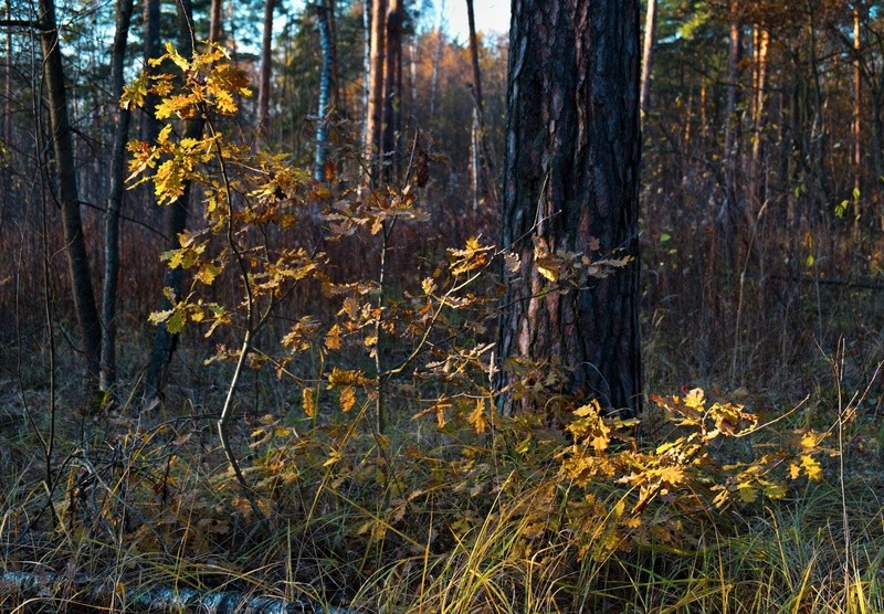 Фото сделанное пользователем Tankir