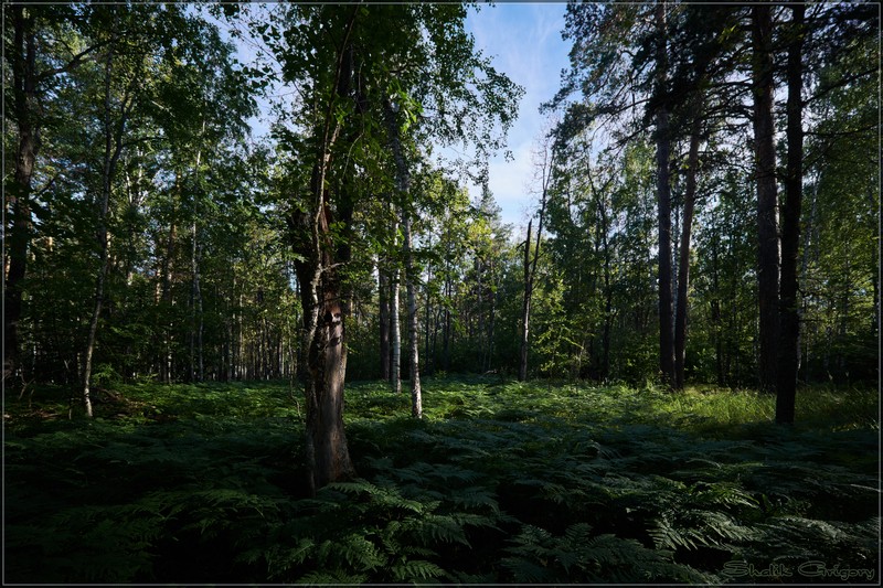 Фото сделанное пользователем rus-lis