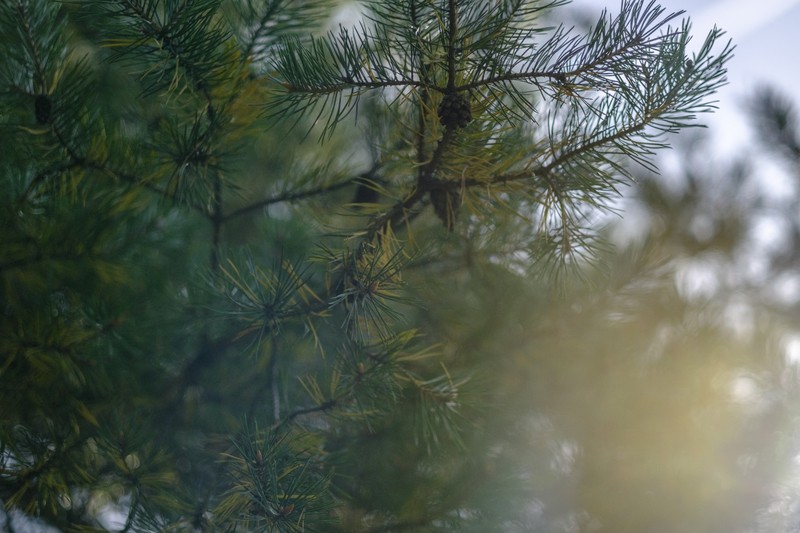 Фото сделанное пользователем Antonkentavr