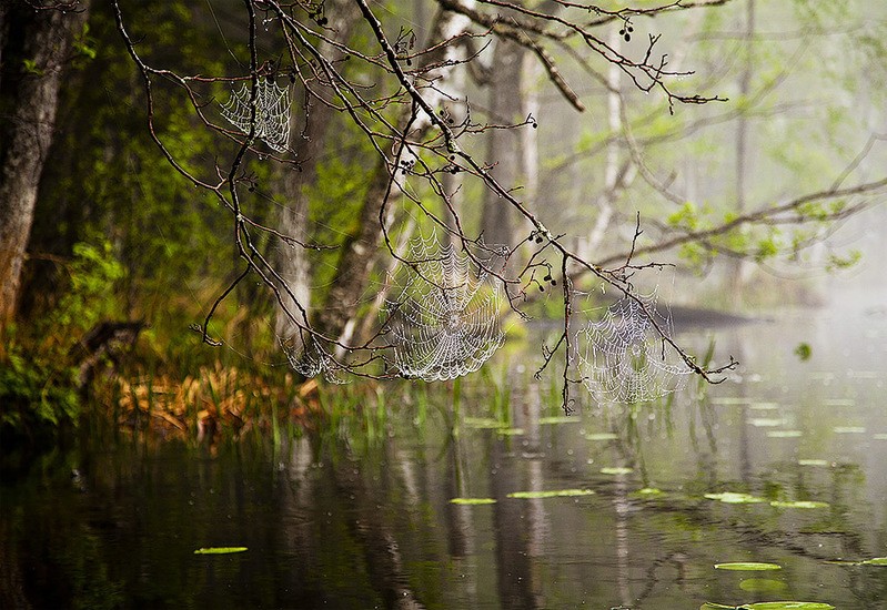 Фото сделанное пользователем Дмитрий53