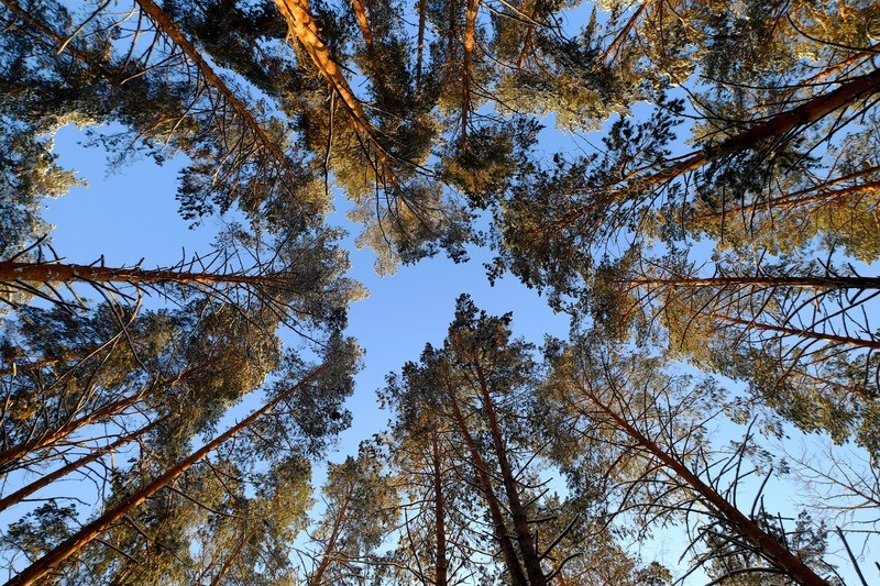 Фото сделанное пользователем Олег Иваныч