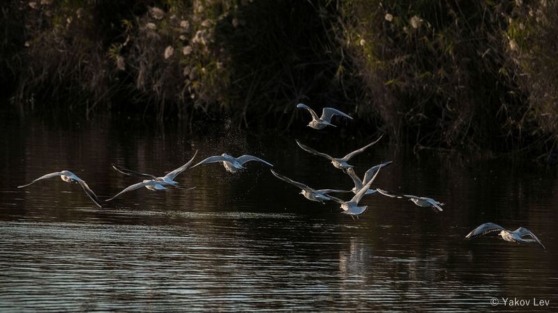 Фото сделанное пользователем YLev