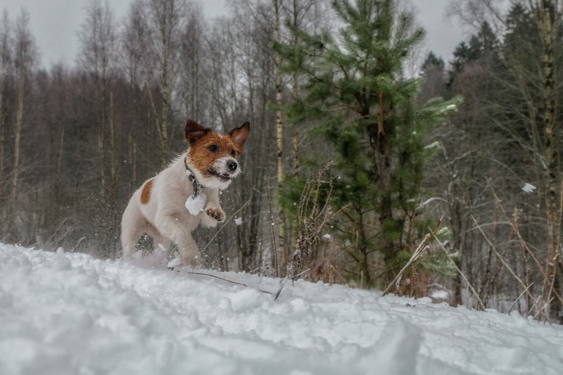 Фото сделанное пользователем Mr. Дмитрий