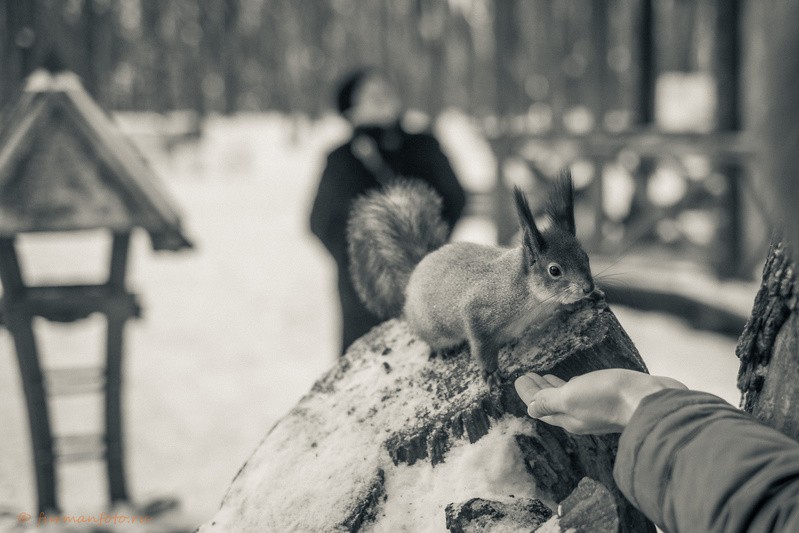 Фото сделанное пользователем Furmanfoto