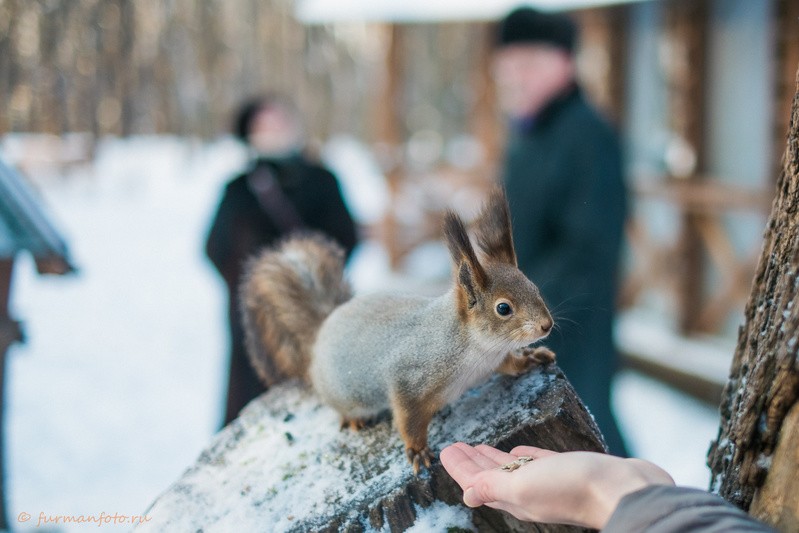 Фото сделанное пользователем Furmanfoto