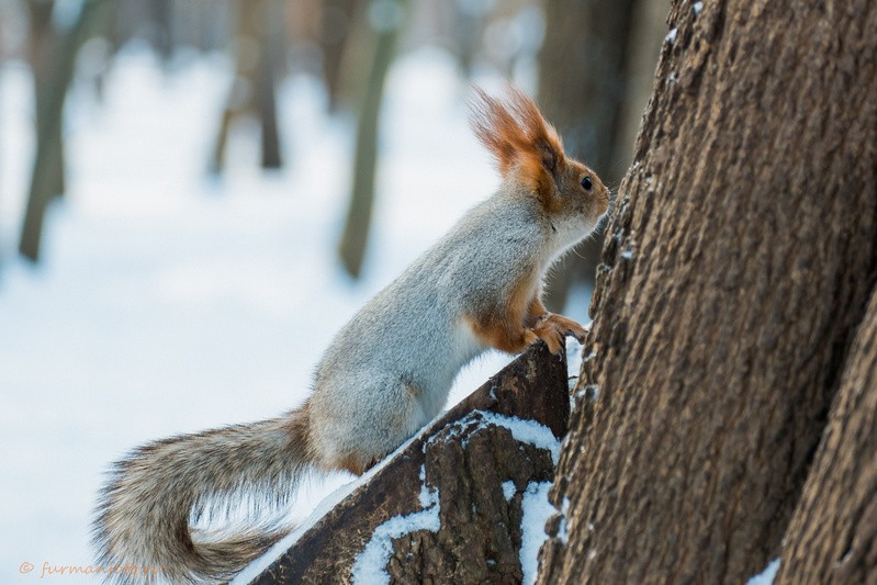 Фото сделанное пользователем Furmanfoto