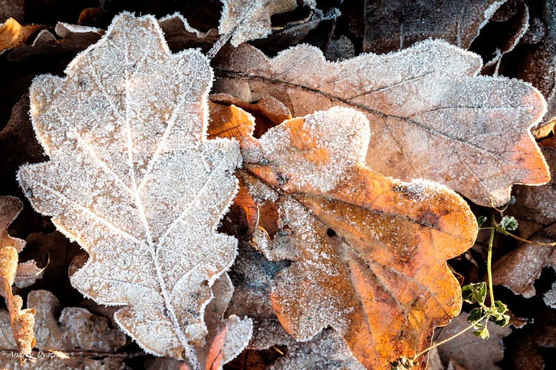 Фото сделанное пользователем AndreiD