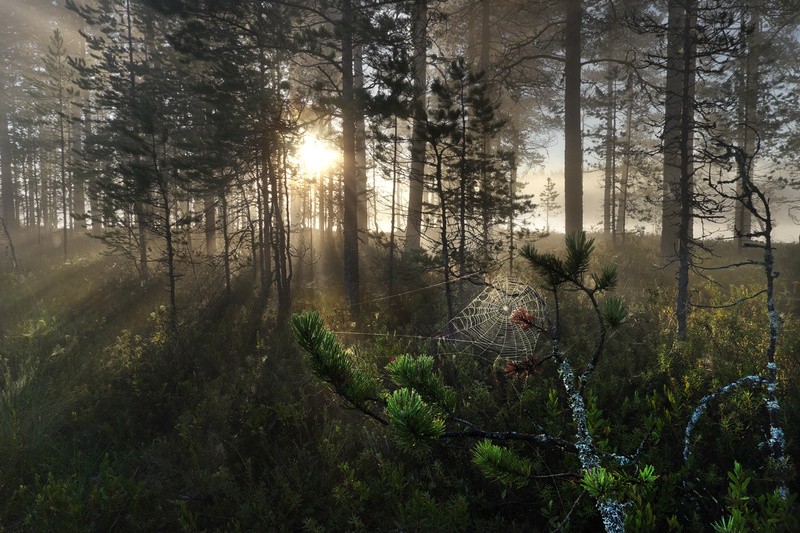 Фото сделанное пользователем mesier