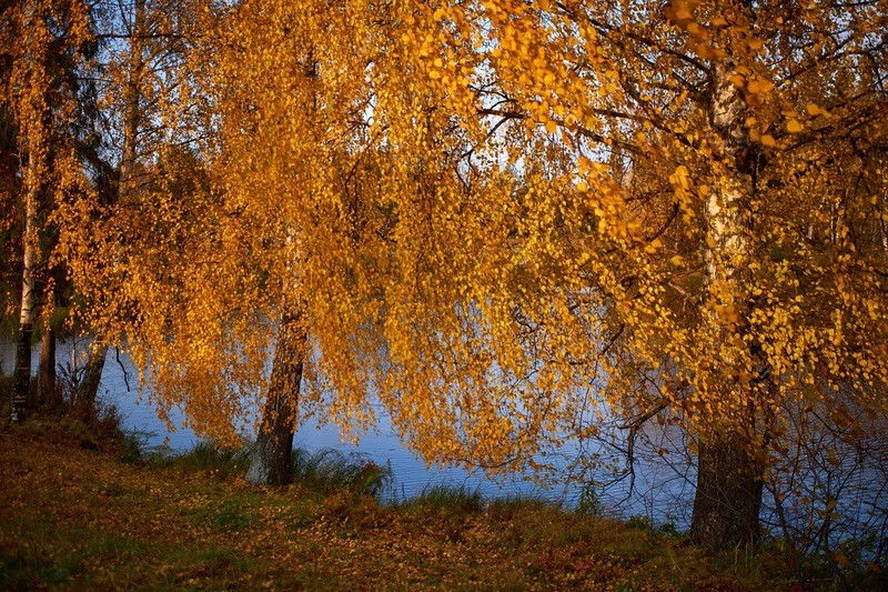 Фото сделанное пользователем Igor222