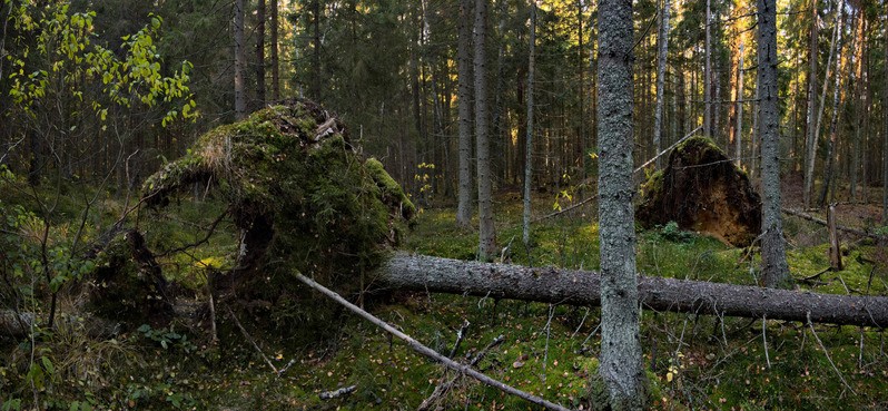 Фото сделанное пользователем vista900