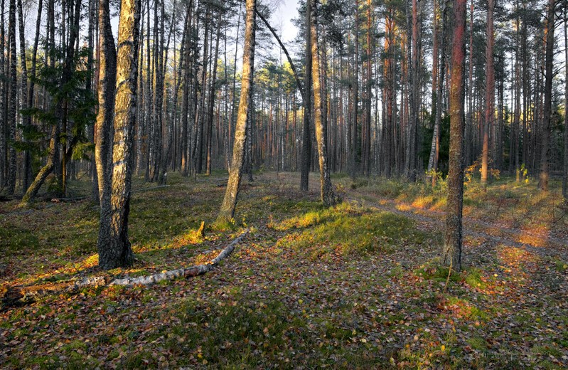 Фото сделанное пользователем vista900