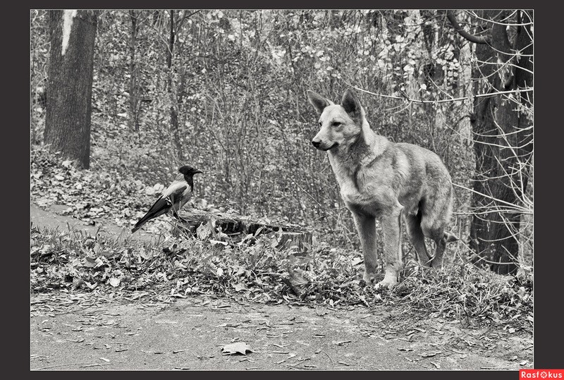 Фото сделанное пользователем cheshirskicat