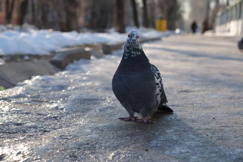 Фото сделанное пользователем Gandjik