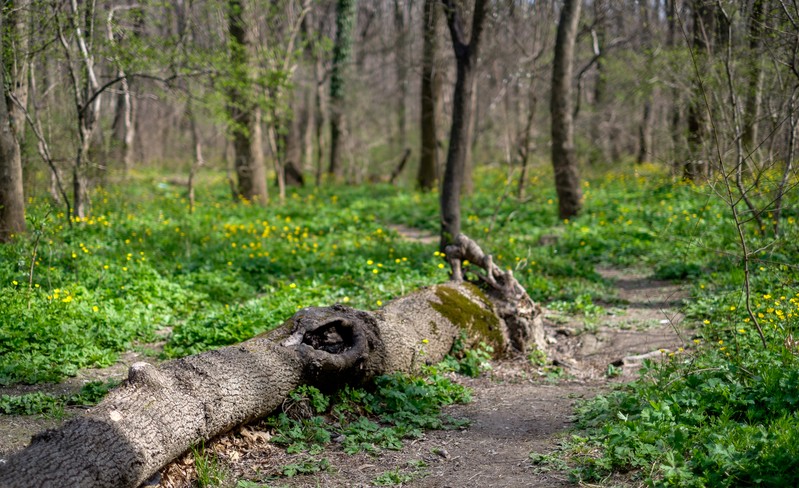 Фото сделанное пользователем Shumnich